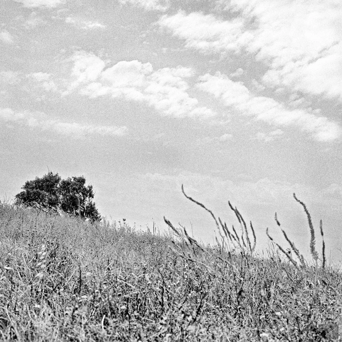 Tree Lines by George Messaritakis...