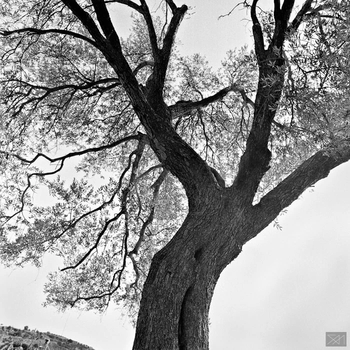 Tree Lines by George Messaritakis...