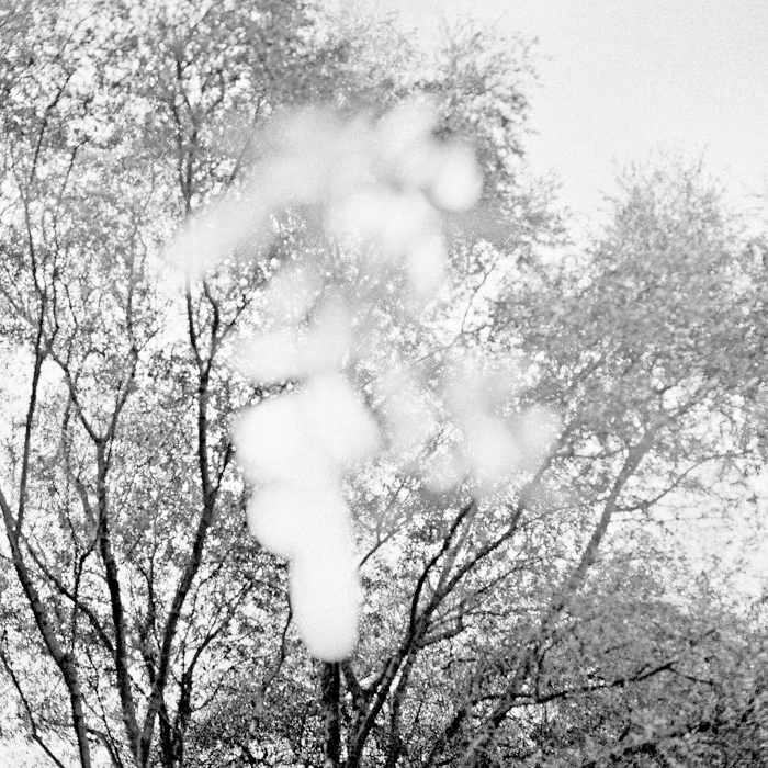 Tree Lines by George Messaritakis...