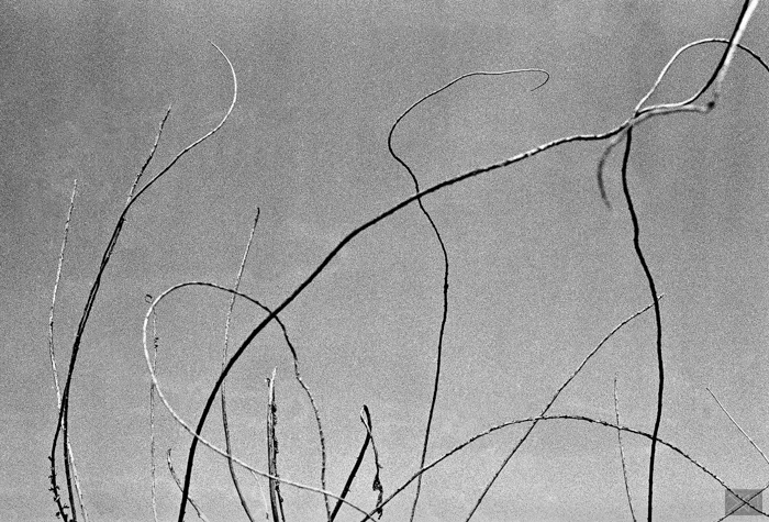 Tree Lines by George Messaritakis...