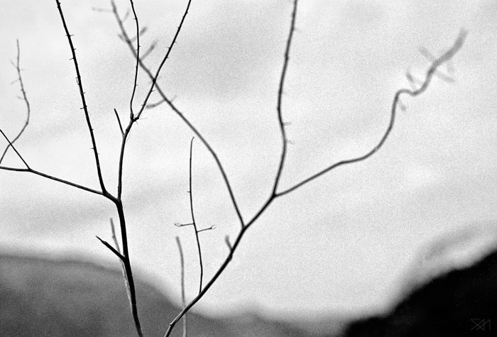Tree Lines by George Messaritakis...