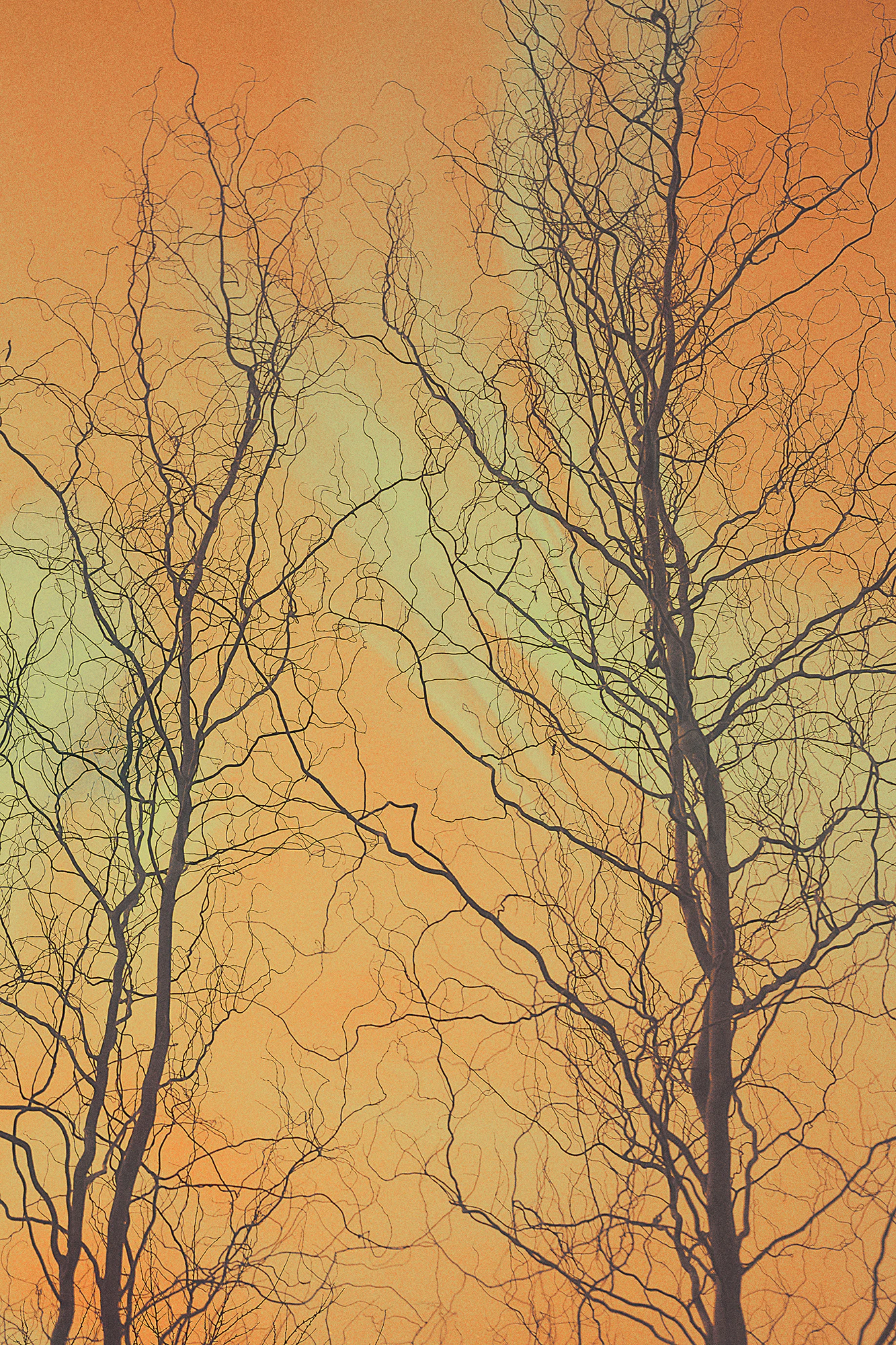 Berlin by Maria Louceiro...