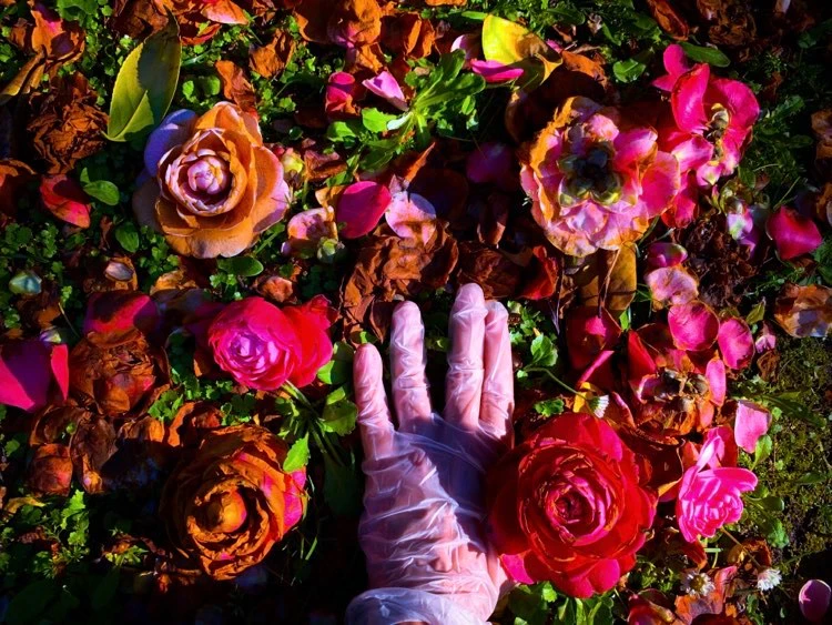 "Alive as a lactescent rose" by Rosalinda Occhipinti...