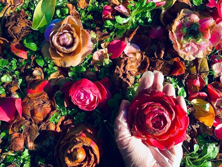 "Alive as a lactescent rose" by Rosalinda Occhipinti...