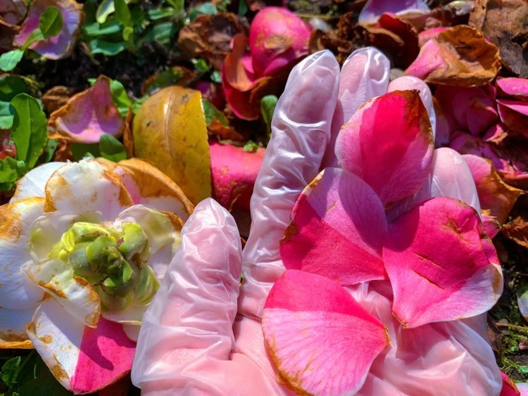"Alive as a lactescent rose" by Rosalinda Occhipinti...