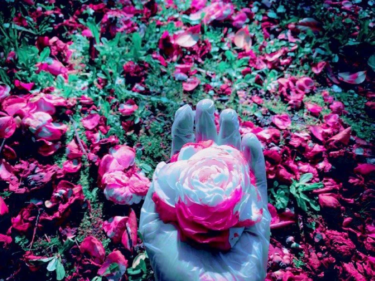 "Alive as a lactescent rose" by Rosalinda Occhipinti...