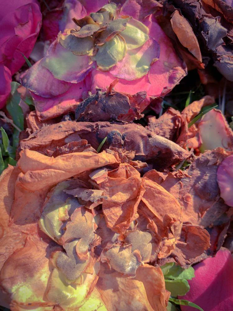 "Alive as a lactescent rose" by Rosalinda Occhipinti...