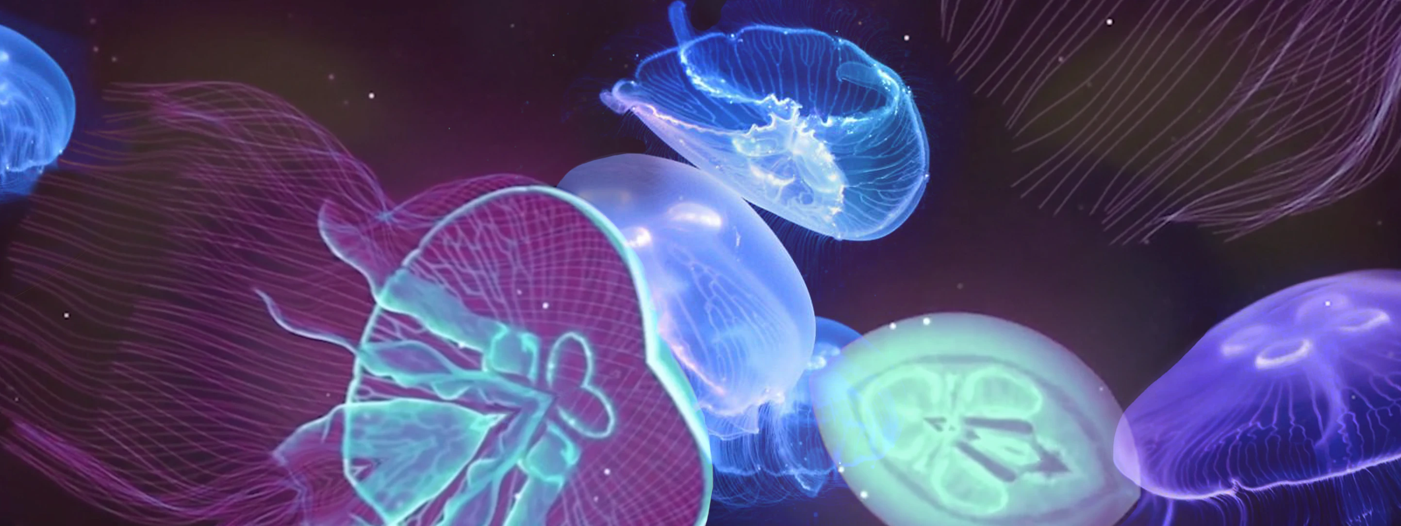 Blooming Jellyfish by Bojana Knezevic...