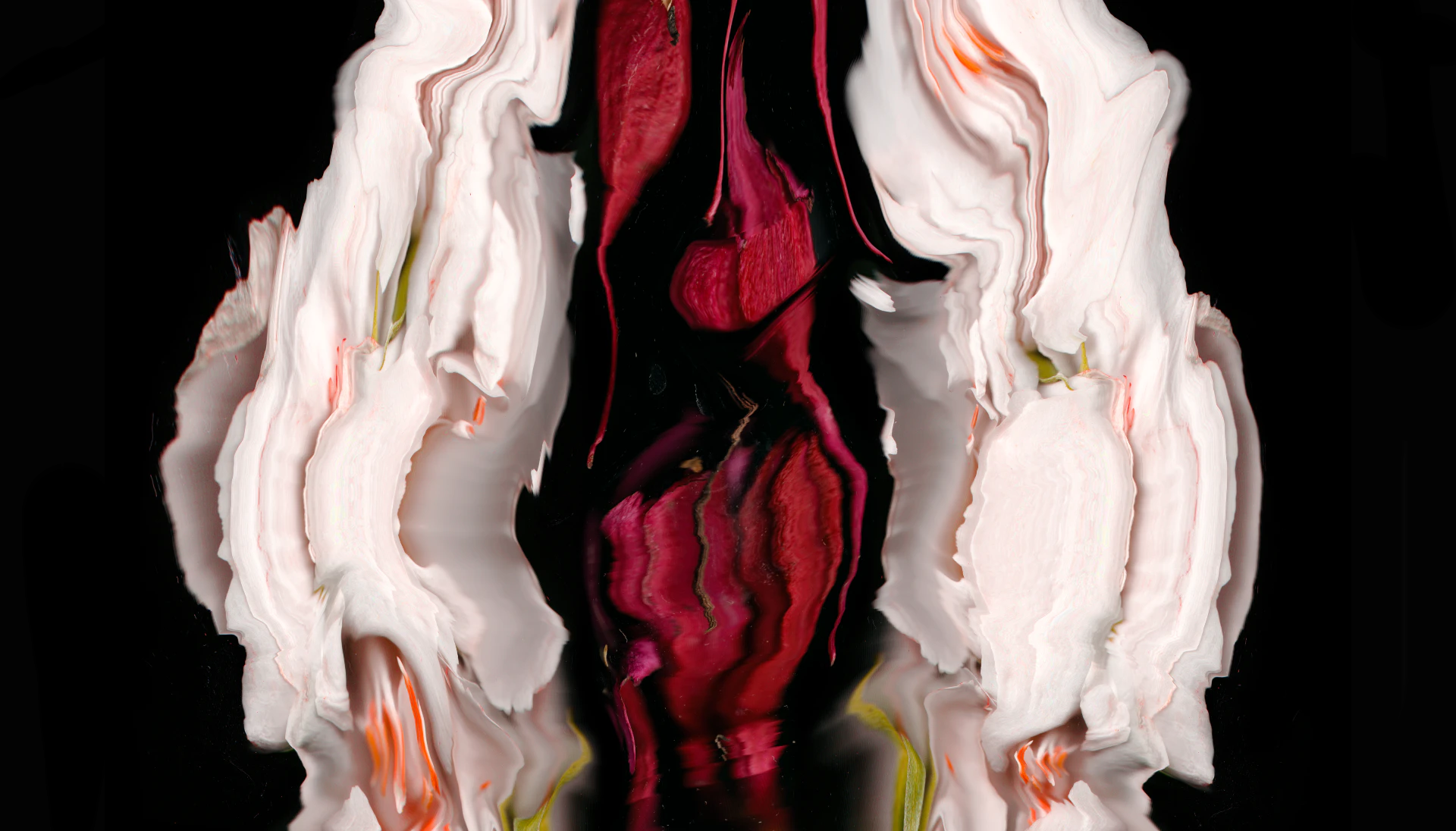 Hydropsyche AV by Petra Hermanova...
