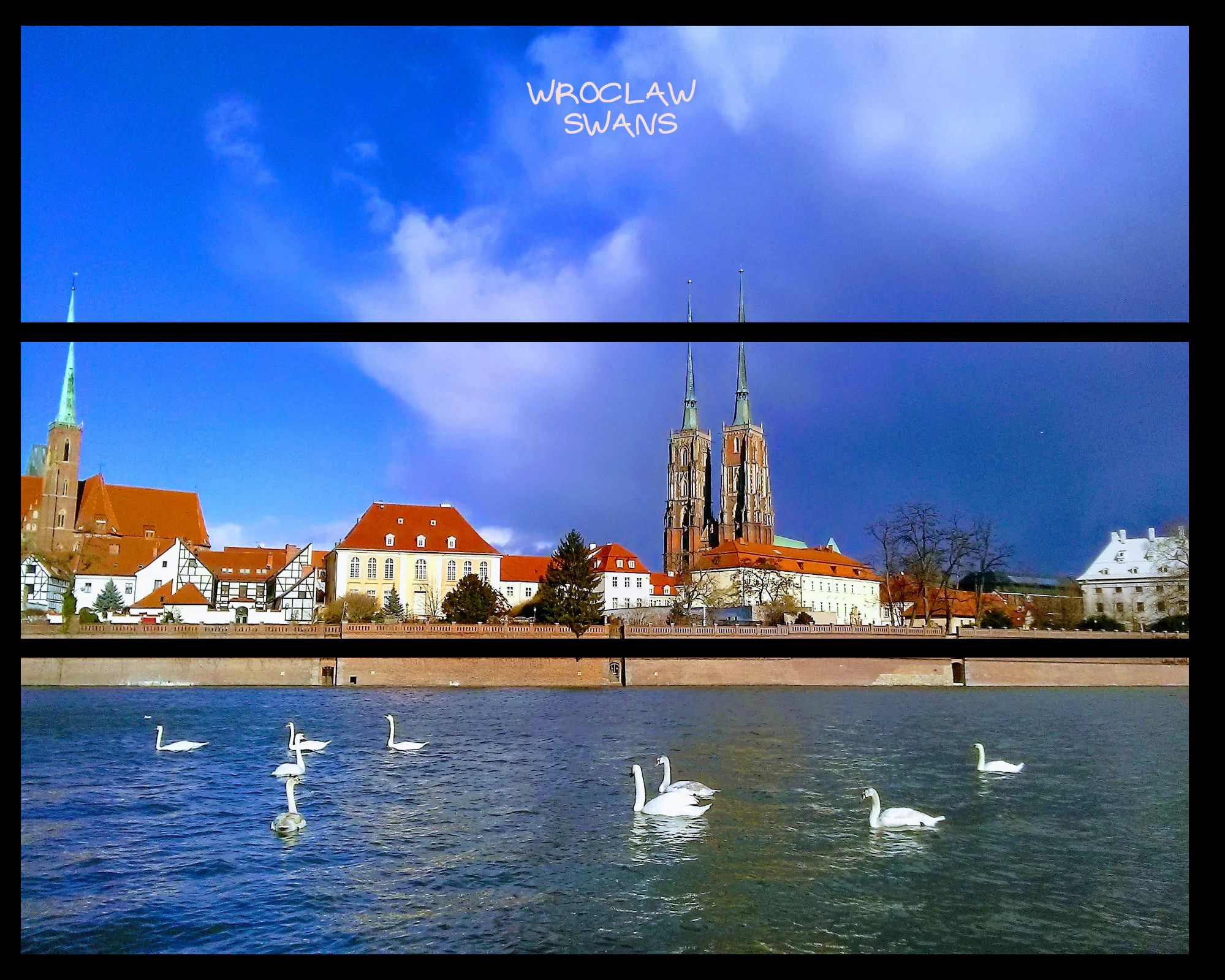 Wroclaw Swans