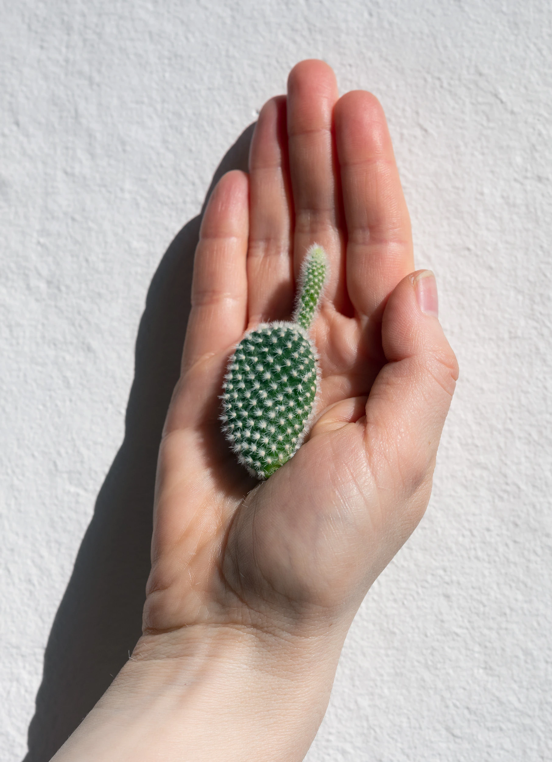 Forbidden Fruit by Jenny Rafalson...