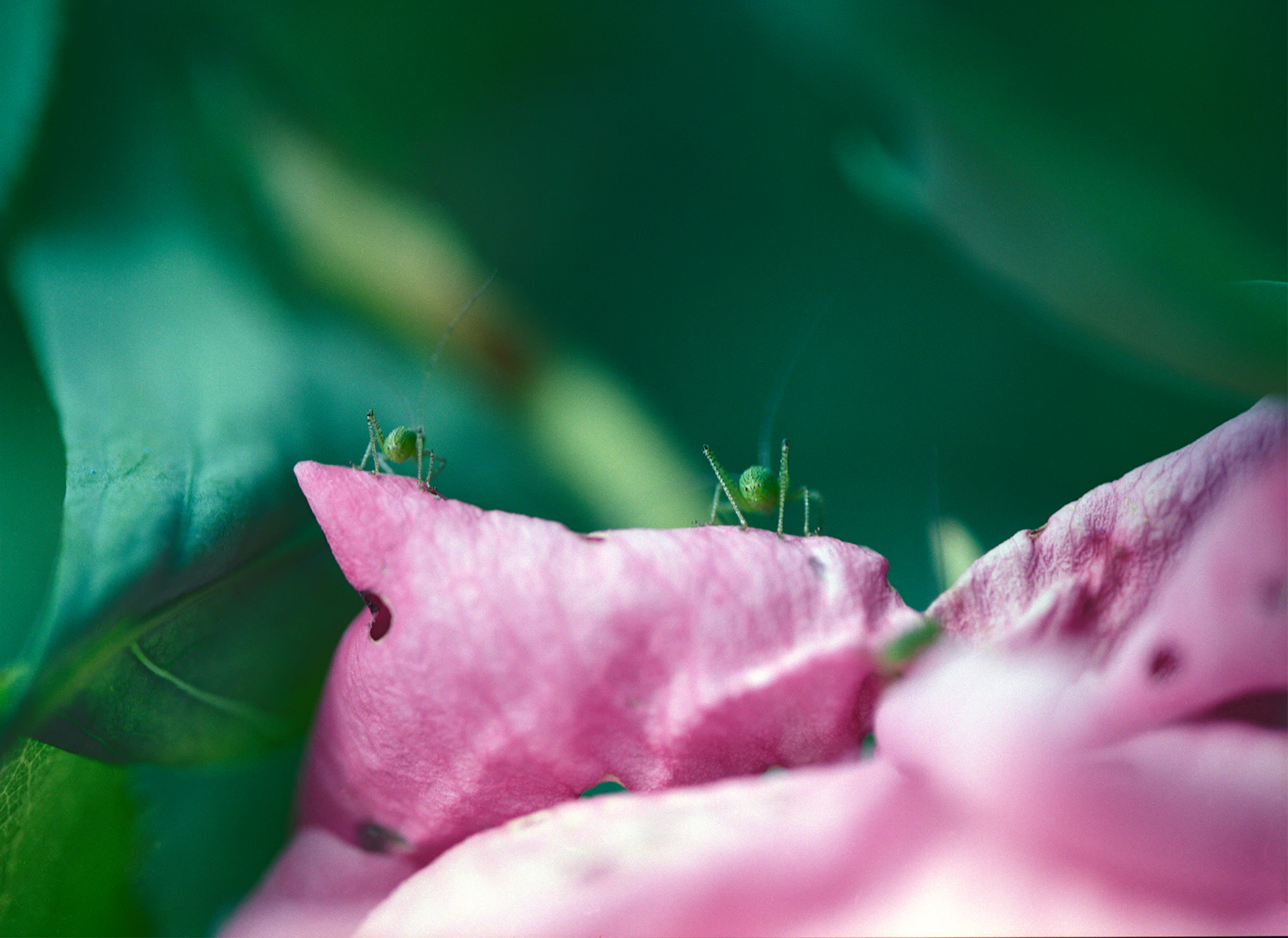 Sweet Microverse by Sophie le Roux...