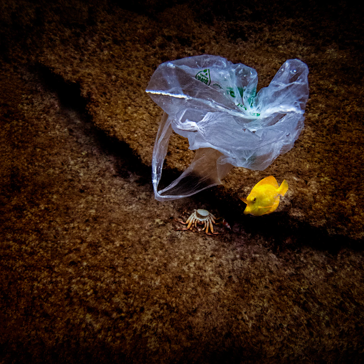 HUMAN WASTE I by Beatriz GlezSa...