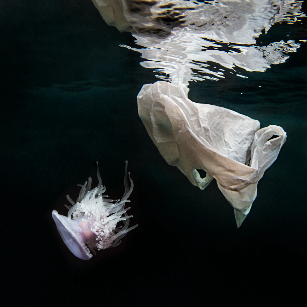 HUMAN WASTE I by Beatriz GlezSa...