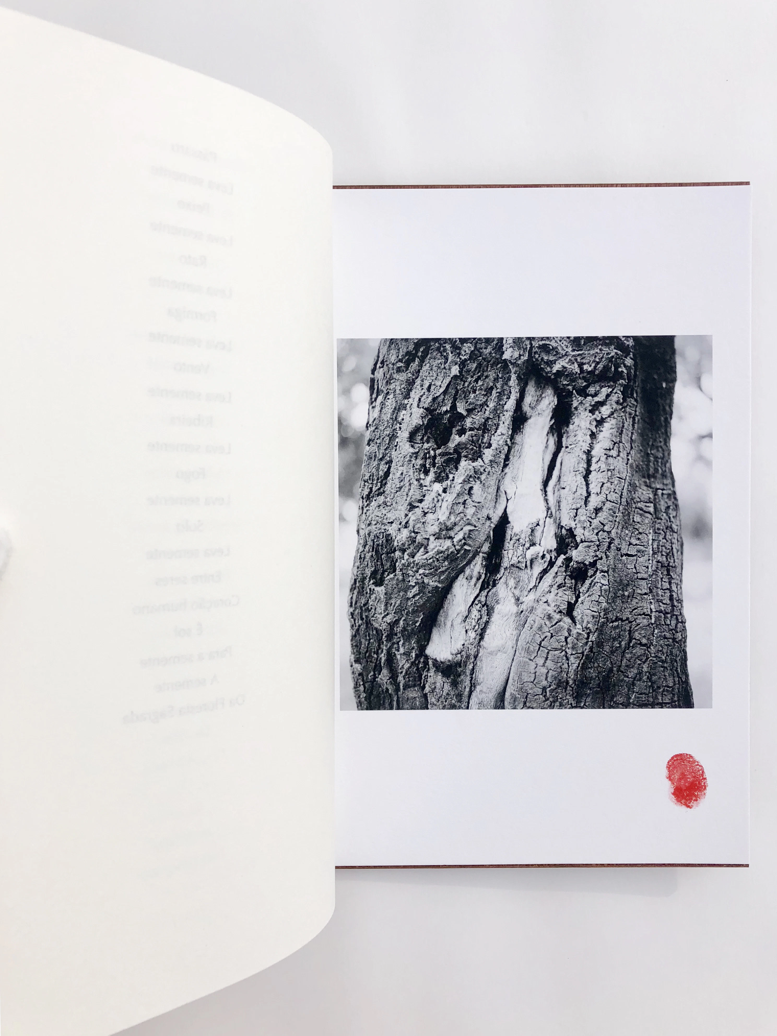 Eternal Forest Sanctuary by Evgenia Emets...