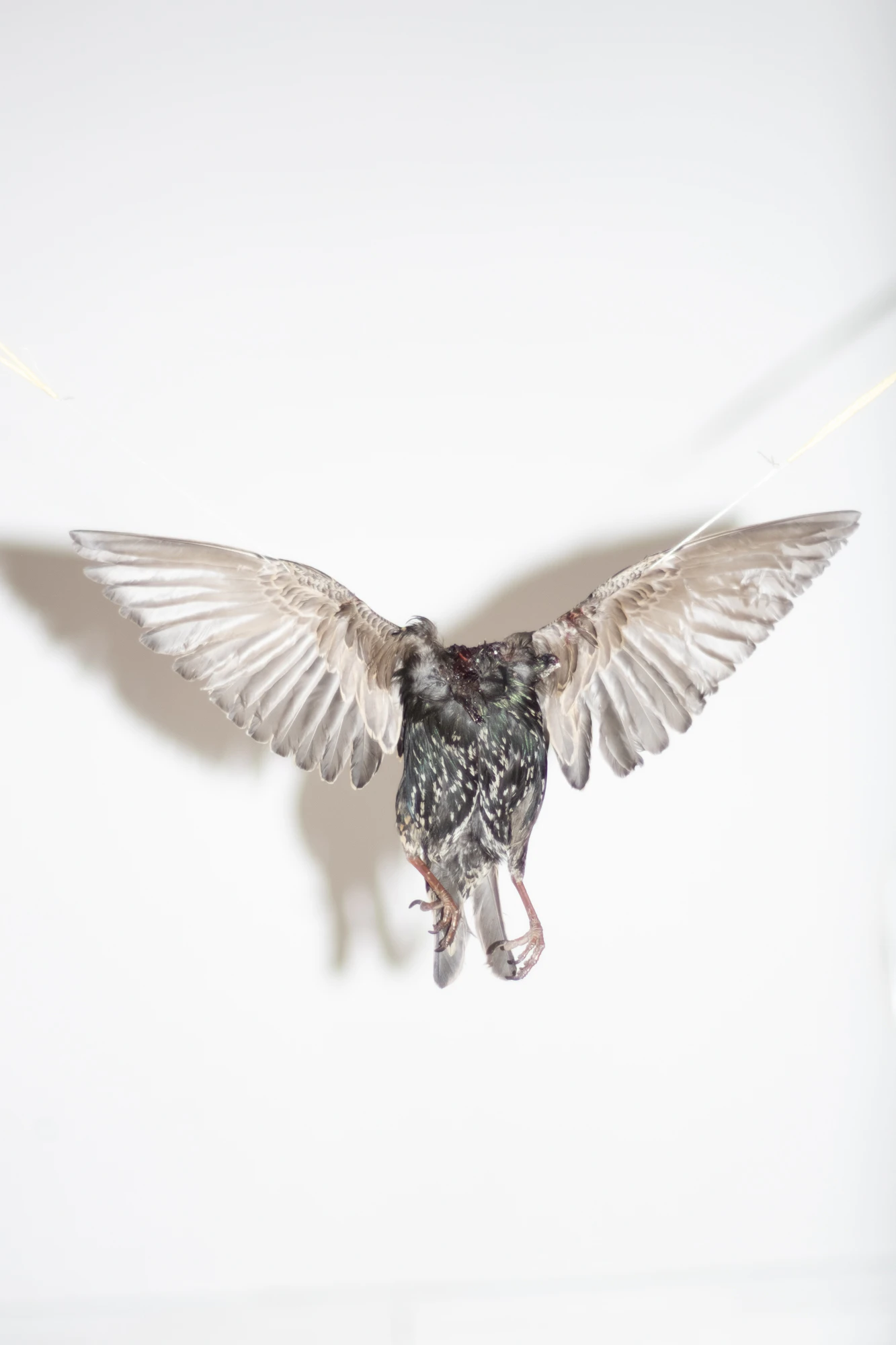 Holisis by Wanda von Bremen...