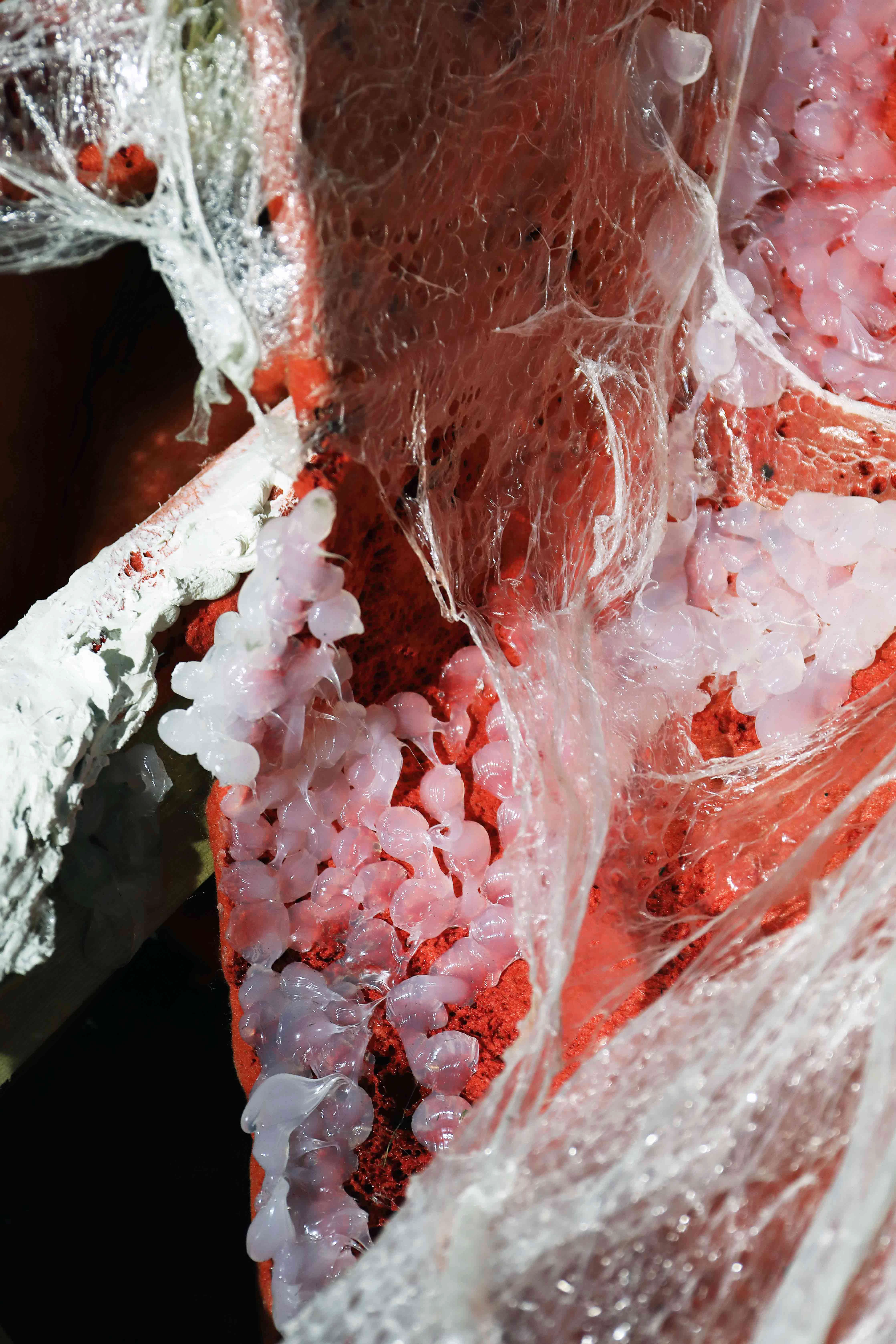 The Dancer and the Butcher by Abie Franklin...
