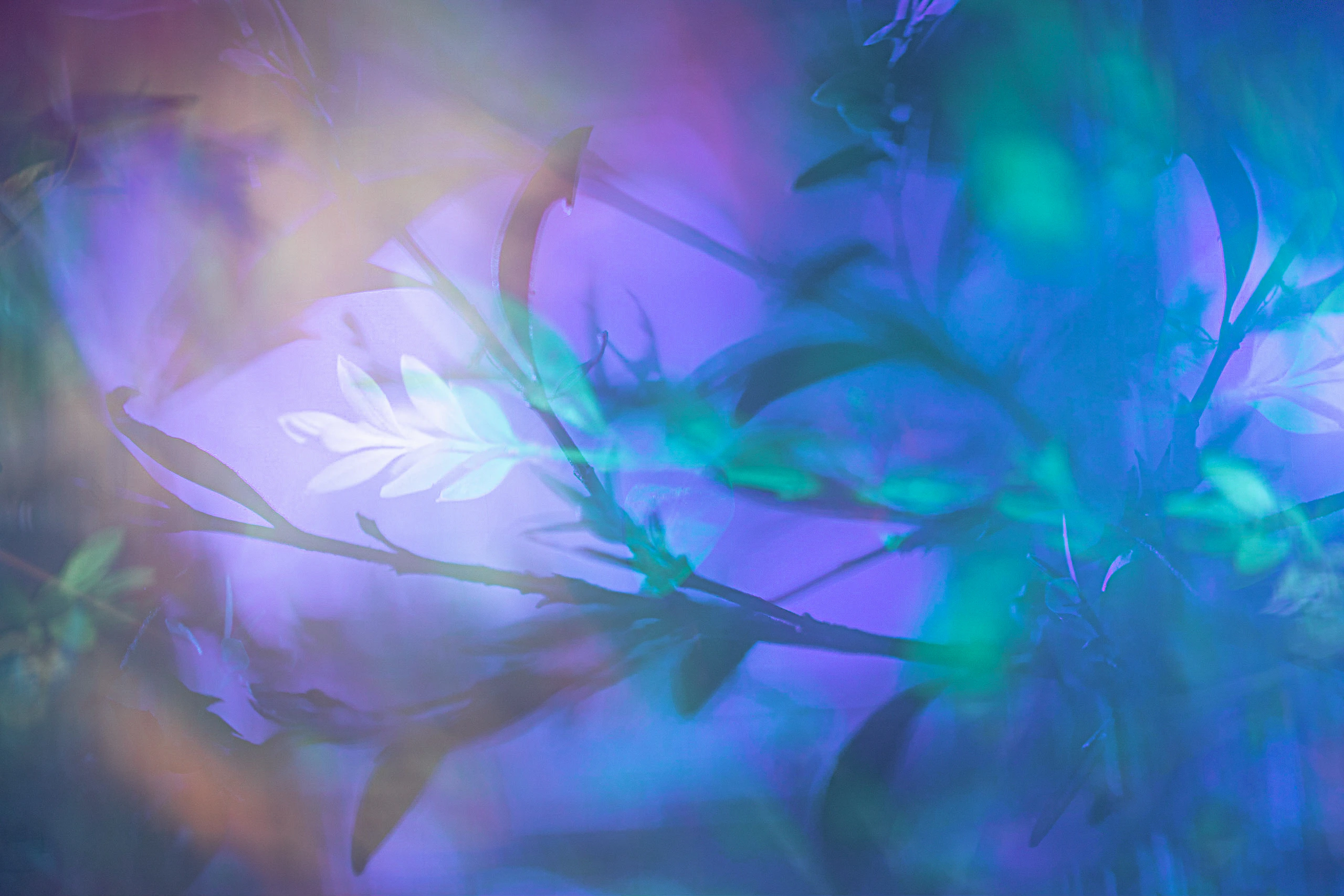 Adobe Creative Residency Community Fund Comission by Maria Louceiro...