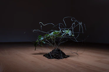 The lines and a plant