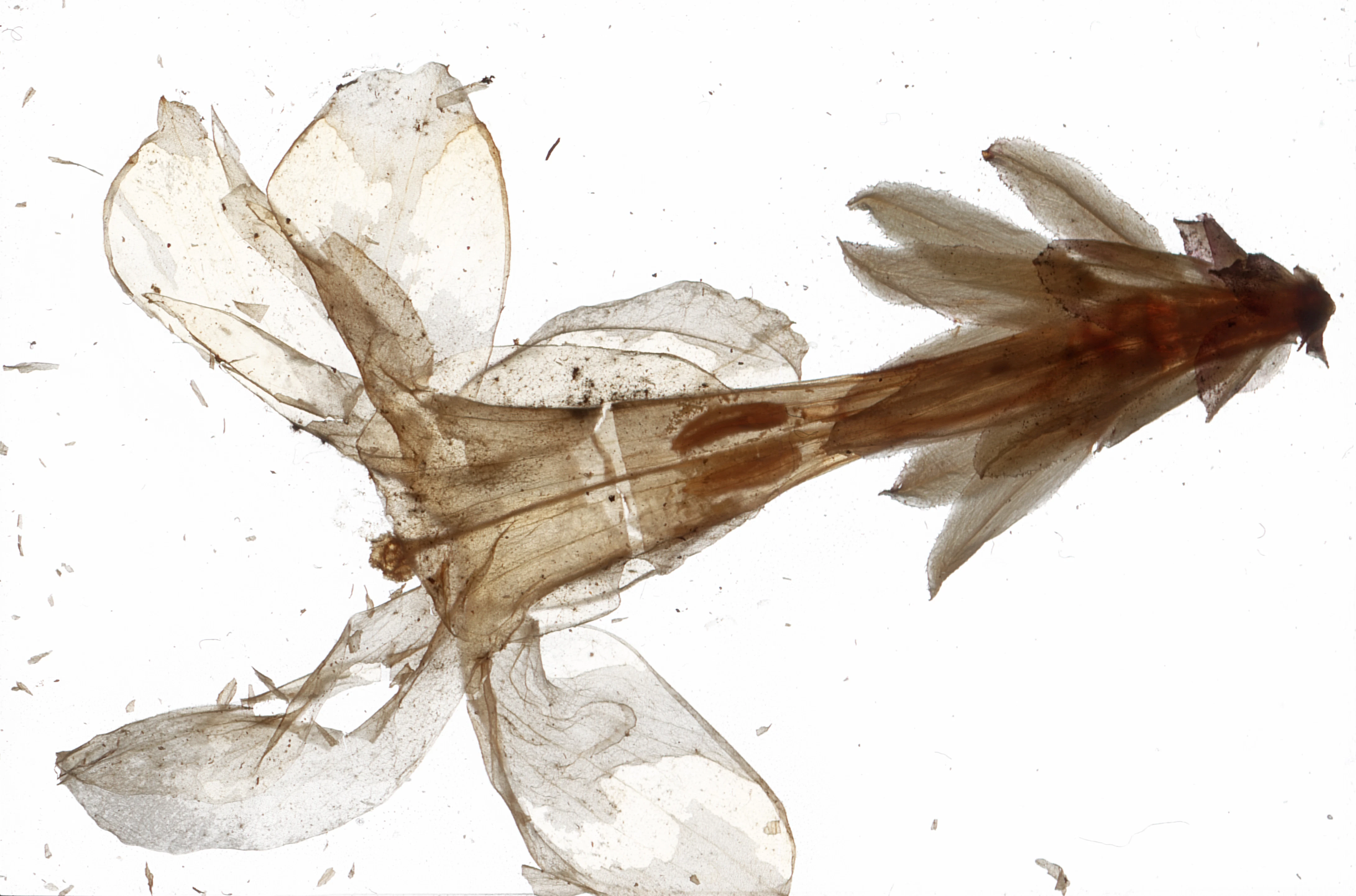Flower by Kim  Gromoll...
