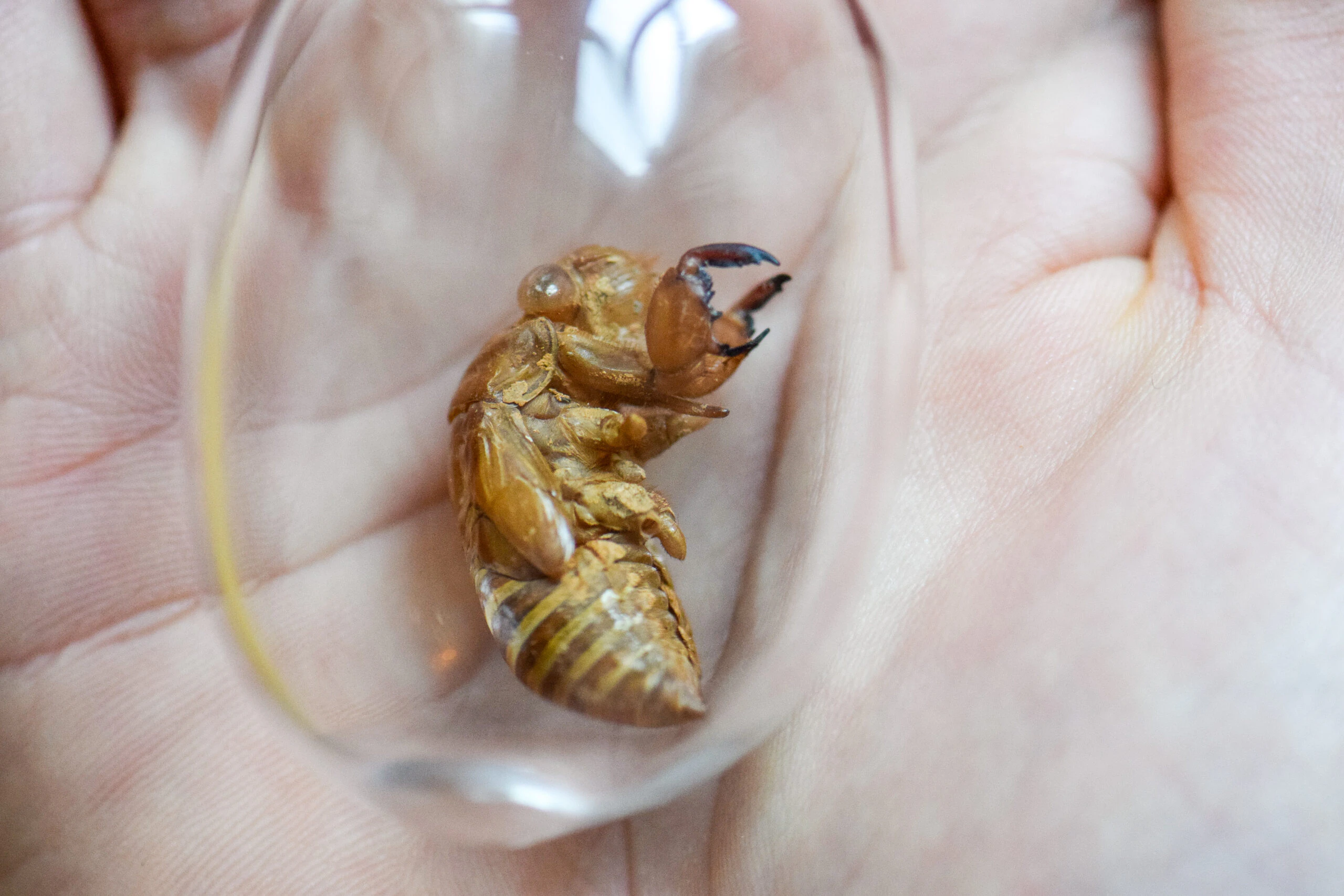 Cocoon by Kim  Gromoll...