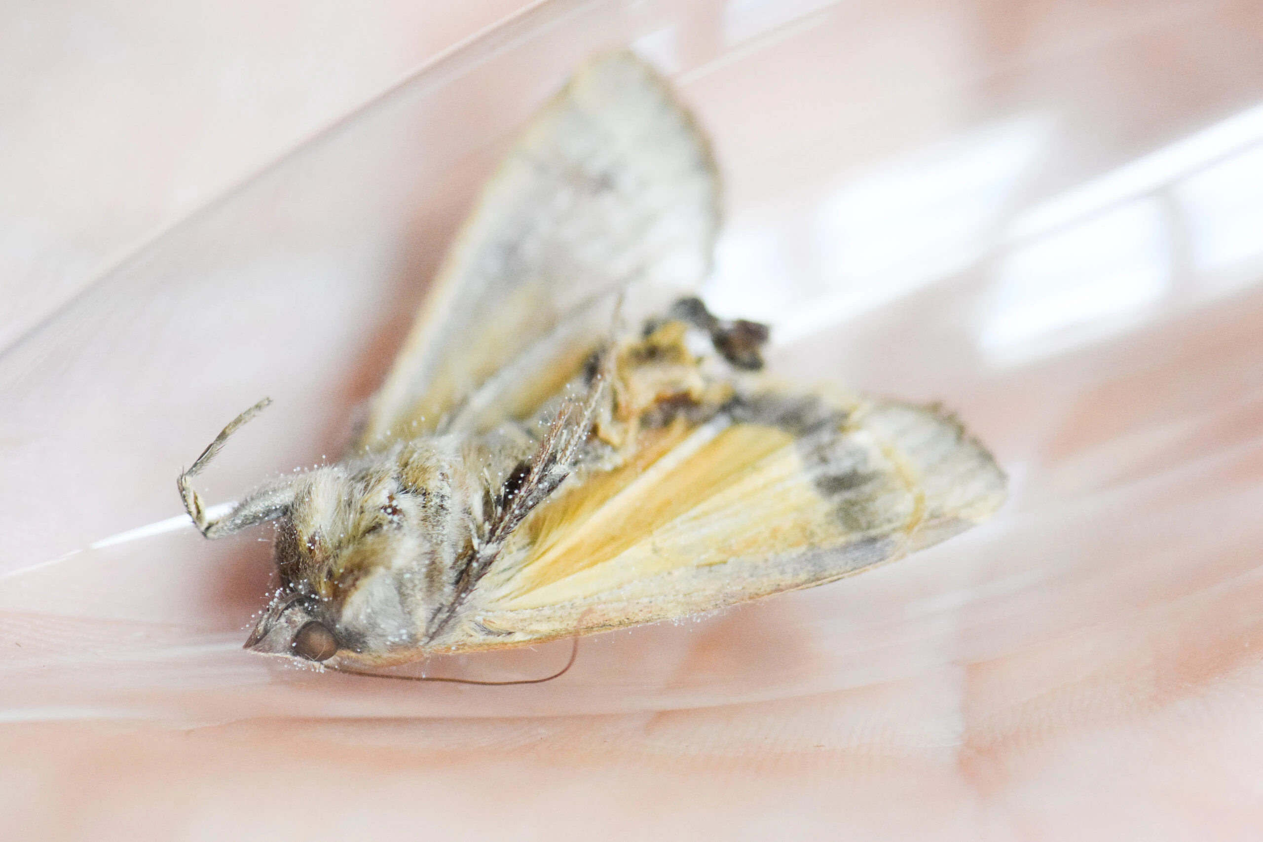 Cocoon by Kim  Gromoll...