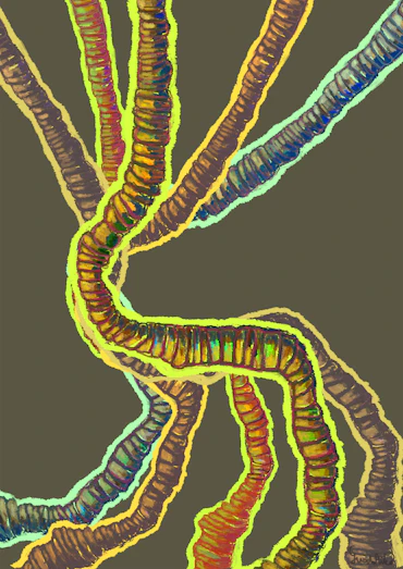 Roots