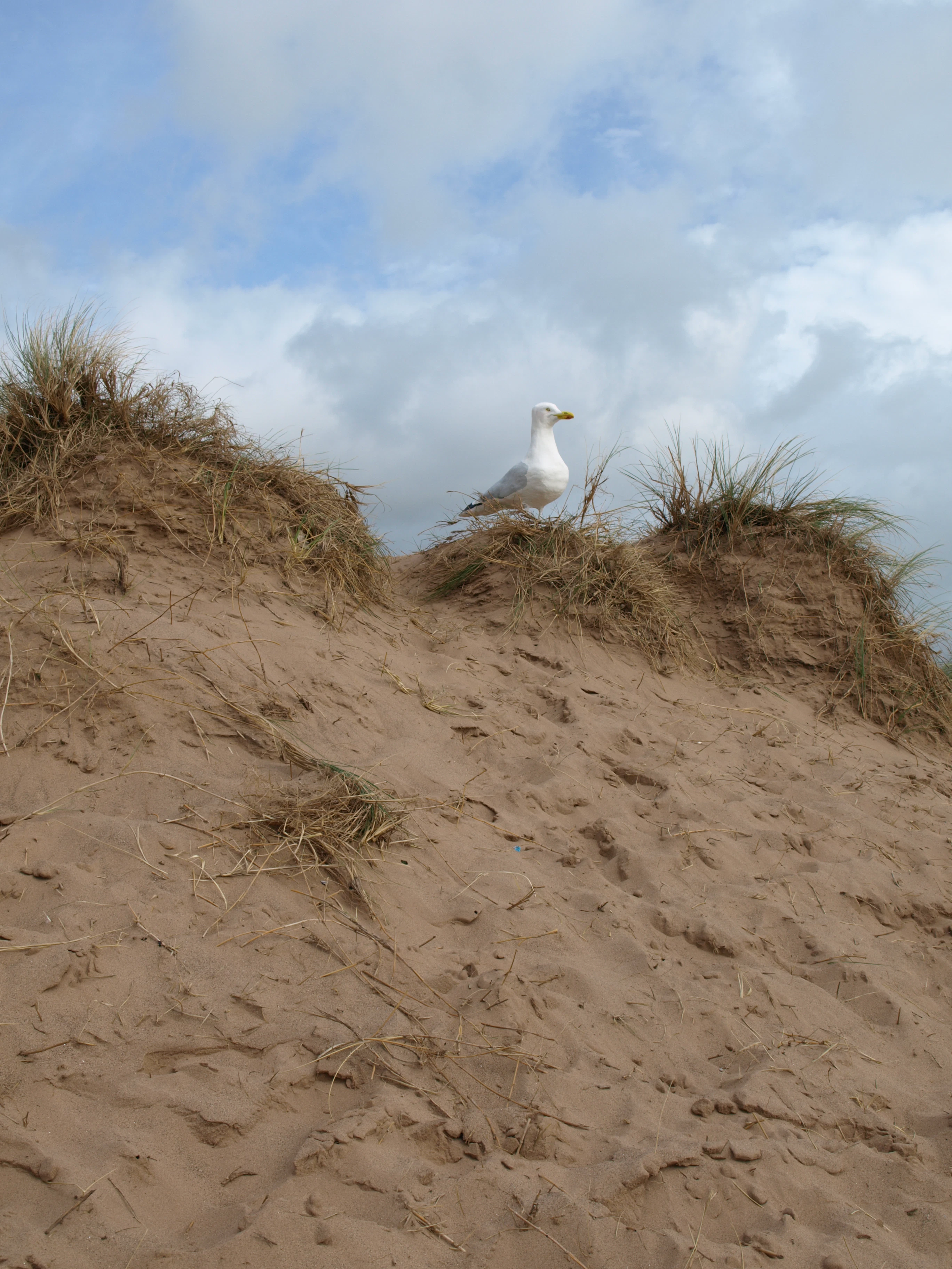 Model Seagull