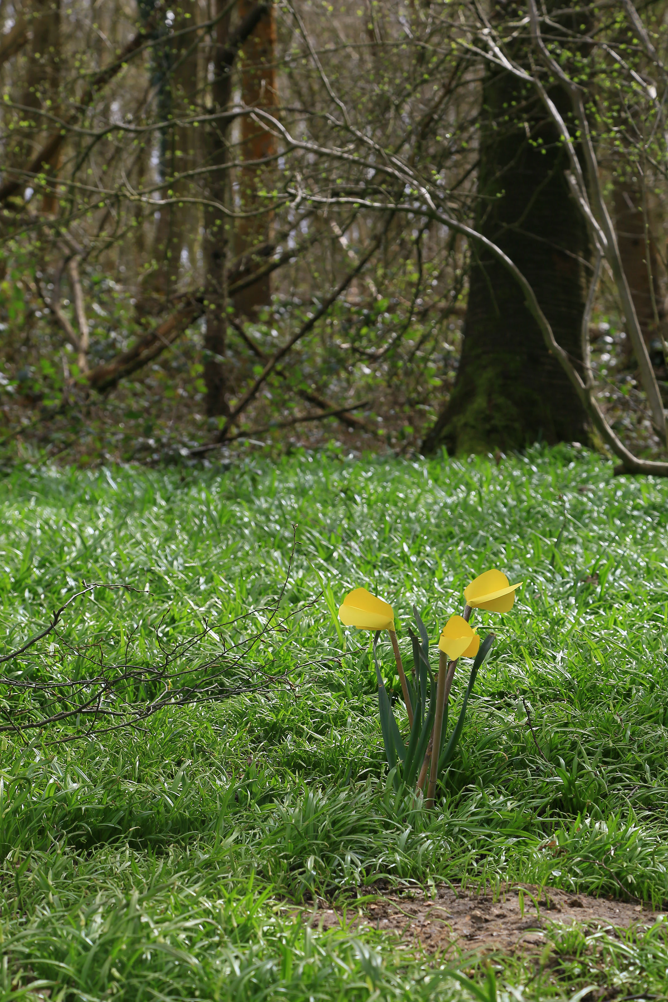 Yellow Paper Daffodil 