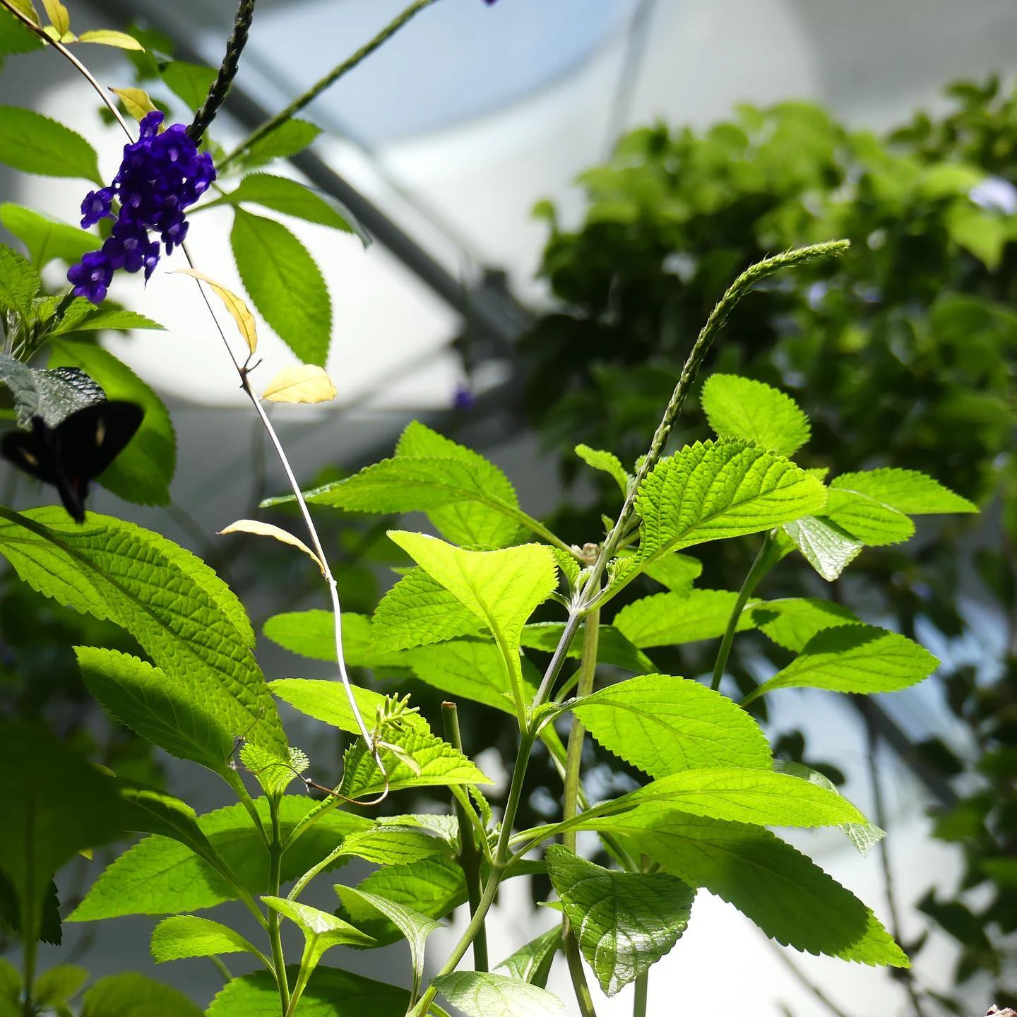 Standing In The Shadows Of Butterflies