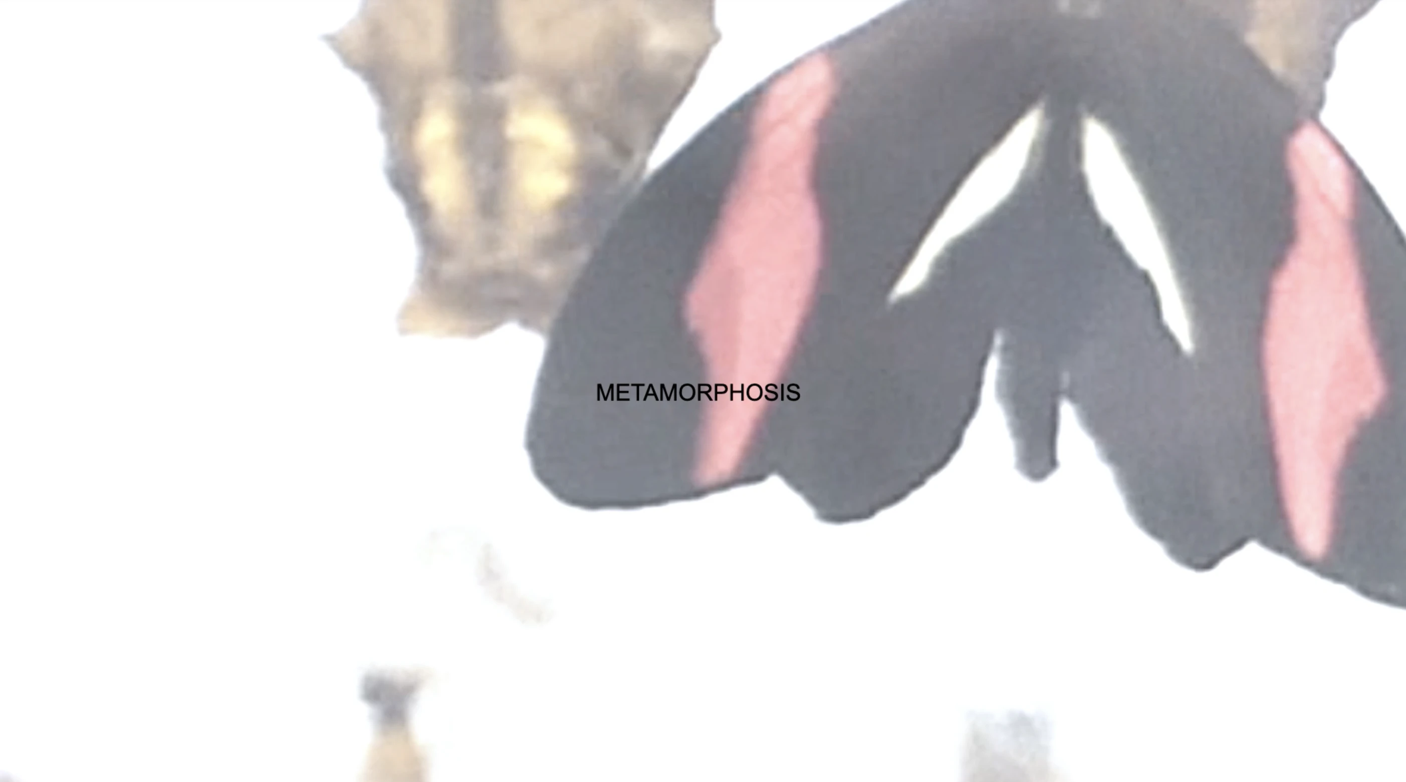 Metamorphosis