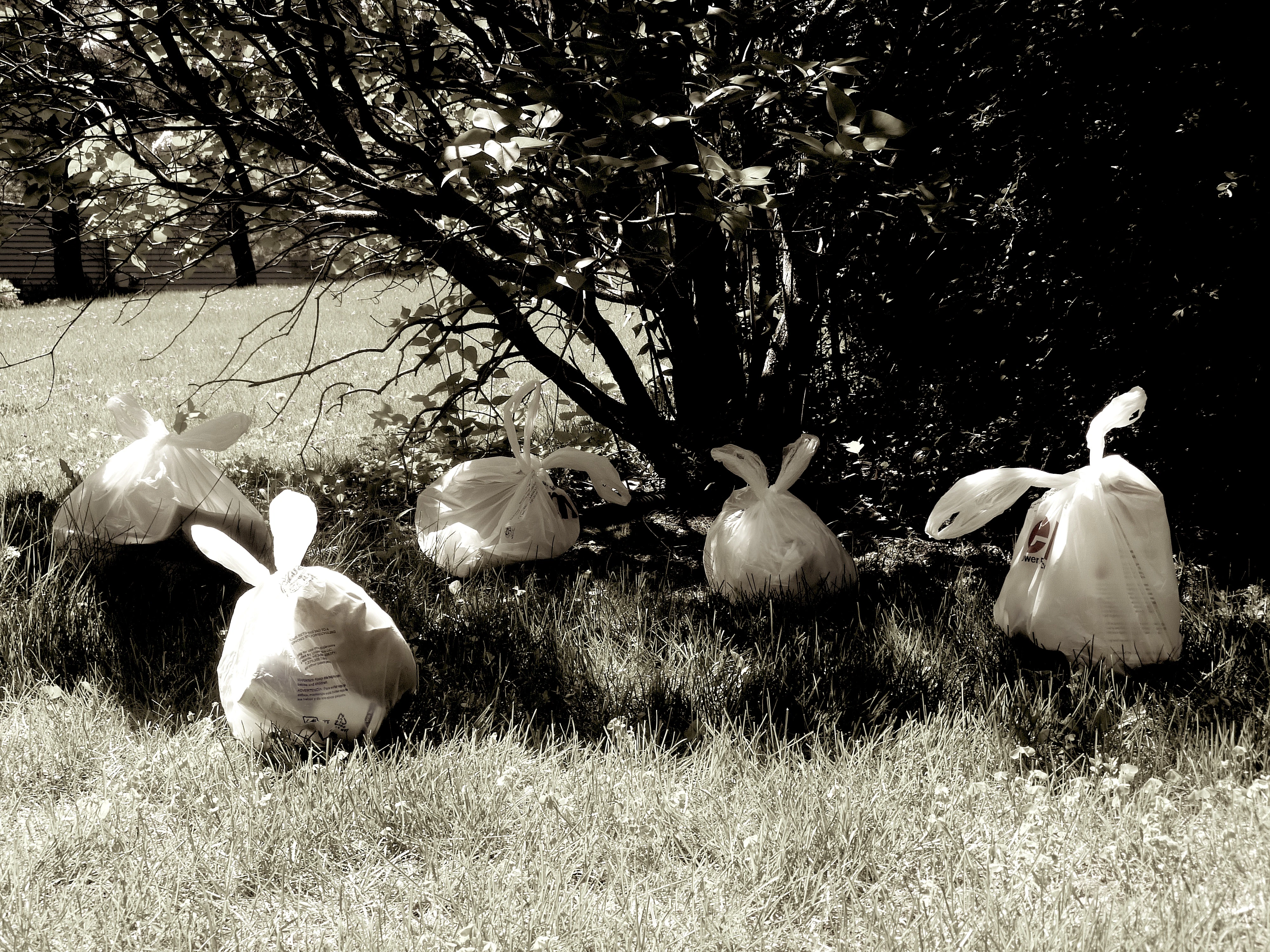 "Five Bunnies Holding a Meeting Under a Shade of Diluted Green"
