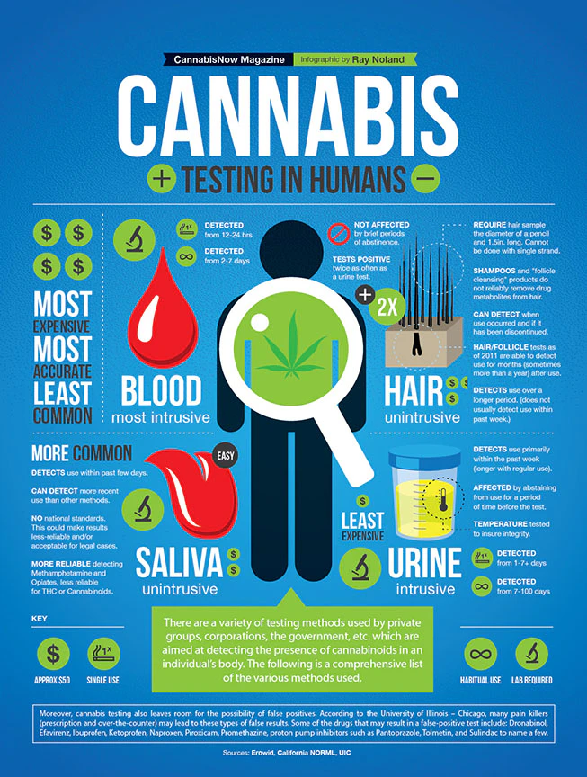 Cannabis Testing in Humans