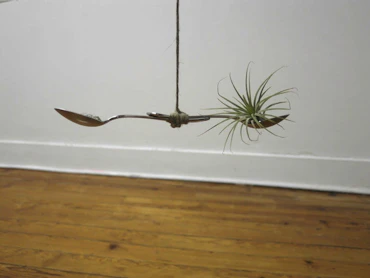 Growing