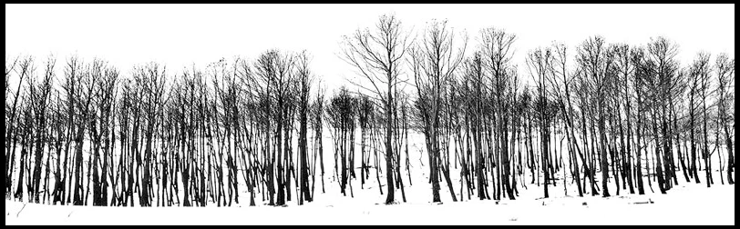 Snow & Branchs
