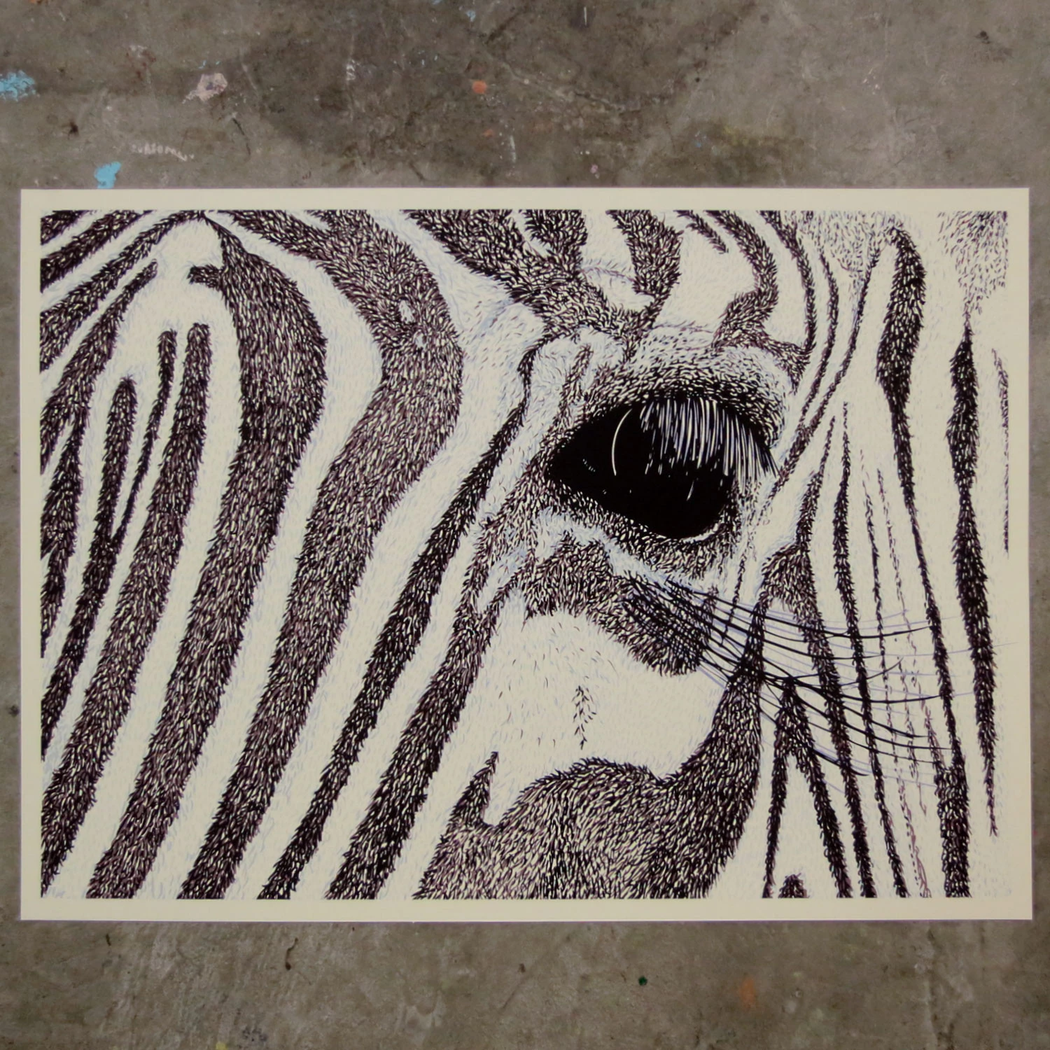 Zebra – Limited Edition of 50 – 6 Color Screen Print